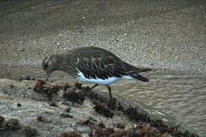 Turnstone, Black, 2006-02178120 Half Moon Bay, CA